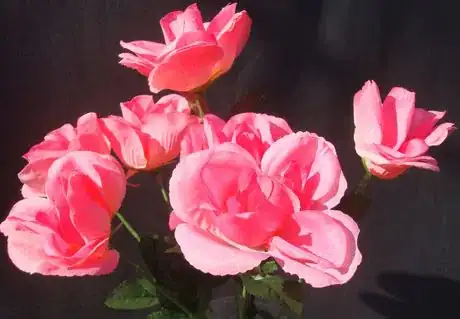 Image titled Seven pink roses