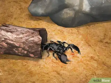 Image titled Identify an Emperor Scorpion Step 8