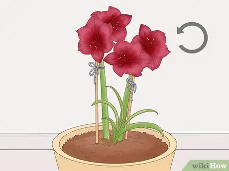 Image titled Keep an Amaryllis Upright Step 4