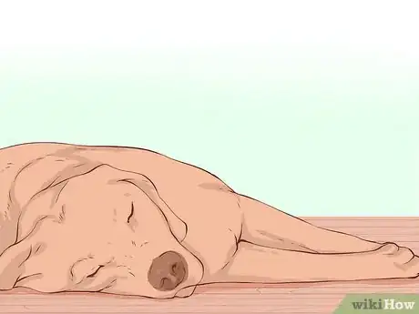 Image titled Know if Your Old Dog Stops Recognizing People Step 6