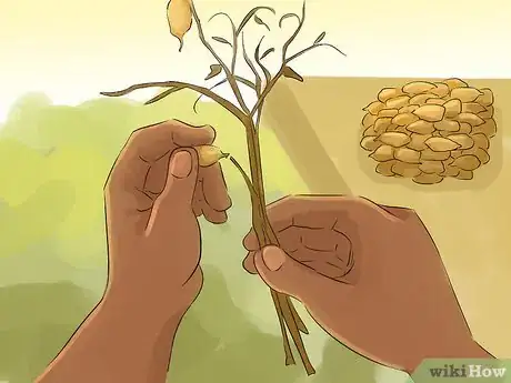 Image titled Harvest Lentils Step 9