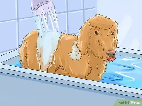 Image titled Help Your Dog Live Longer Step 15