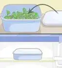 Grow Pea Sprouts