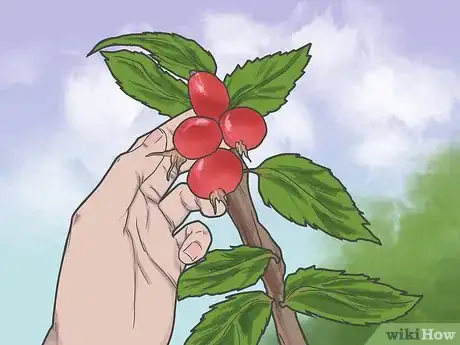 Image titled Use Rosehips for Health Step 1
