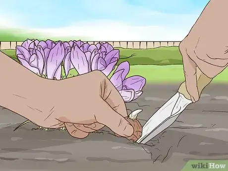 Image titled Grow Crocus Step 15