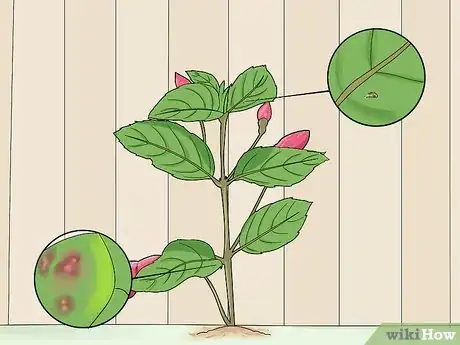 Image titled Fight Fuschia Gall Mites Step 17