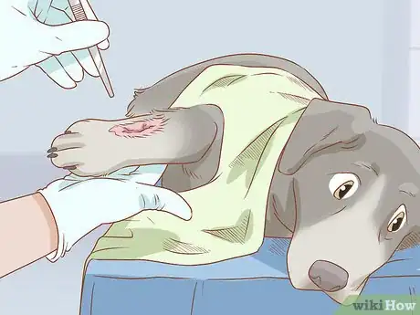 Image titled Treat Frostbite in Dogs Step 10