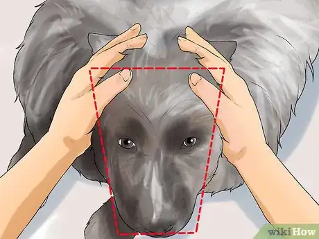 Image titled Identify a Keeshond Step 1