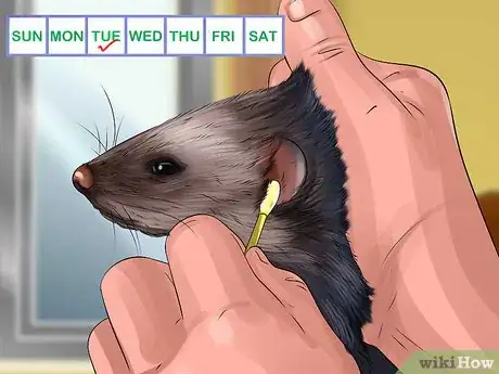 Image titled Reduce Ferret Odor Step 2