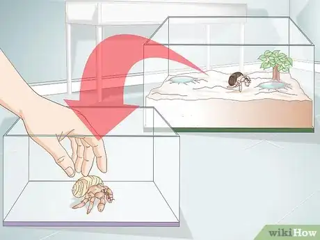 Image titled Buy a Pet Hermit Crab Step 7