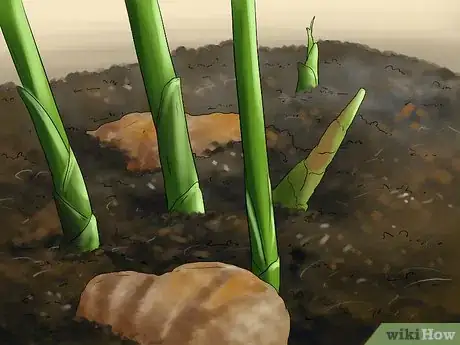 Image titled Grow Ginger Indoors Step 5