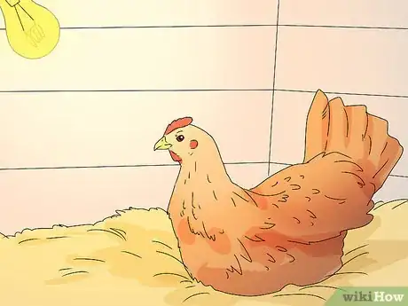 Image titled Promote Egg Laying in Hens Step 5