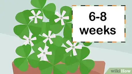 Image titled Plant Oxalis Step 6