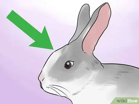 Image titled Select a Show Rabbit Step 11