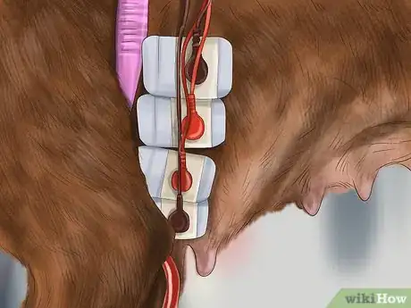 Image titled Diagnose Heart Conditions in Boxers Step 7