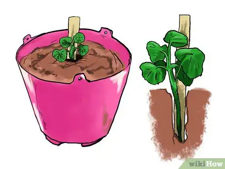 Image titled Grow Geraniums in Pots Step 14