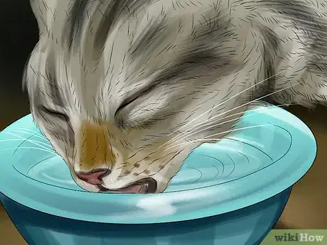 Image titled Take Care of a Li Hua Cat Step 10