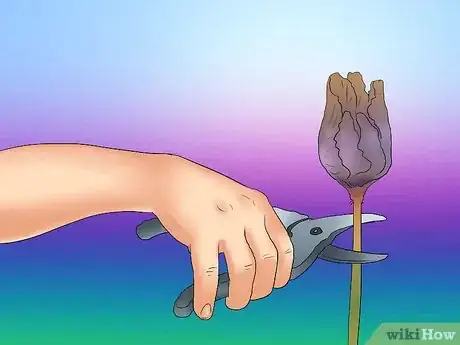 Image titled Deadhead an Iris Step 7