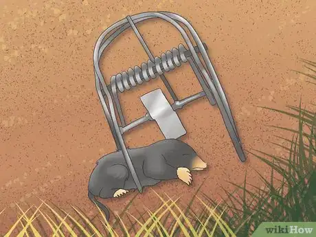 Image titled Catch Moles Step 11