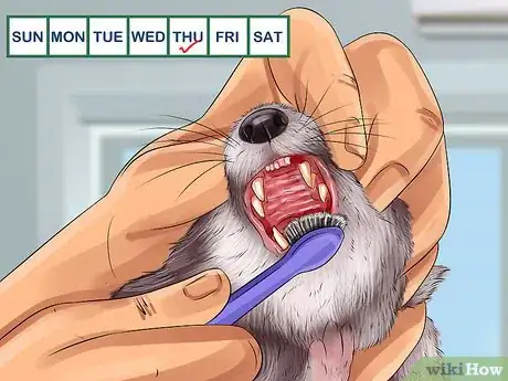 Image titled Reduce Ferret Odor Step 3