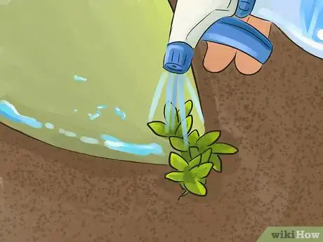 Image titled Propagate Succulents (Without Rooting Hormone) Step 10