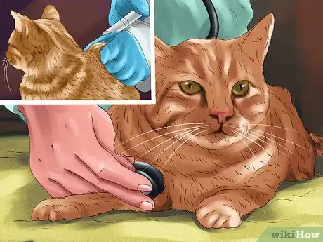 Image titled Detect and Treat Heart Murmurs in Cats Step 1