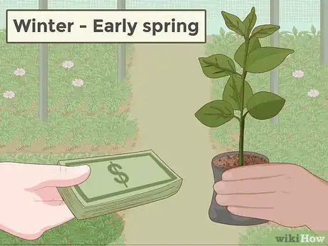 Image titled Plant a Persimmon Tree Step 1