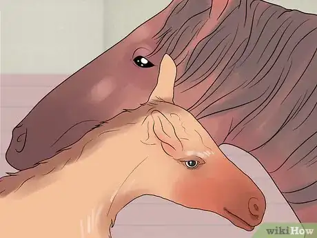 Image titled Prepare a Mare for Foaling Step 19