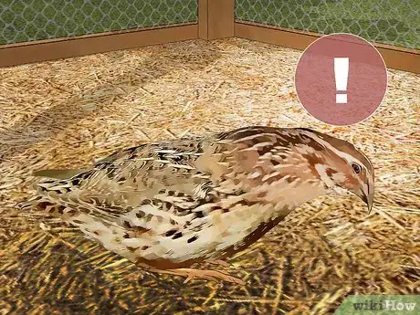 Image titled Care for an Asian Common Quail Step 13