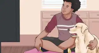 Become Your Dogs' Playmate