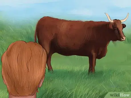 Image titled Identify Salers Cattle Step 4