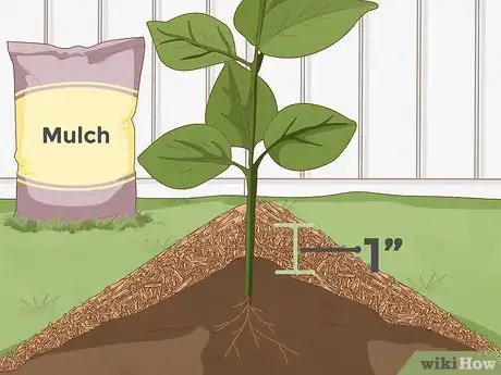 Image titled Plant a Persimmon Tree Step 6