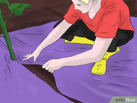 Image titled Get Rid of Sunflowers Step 1Bullet1