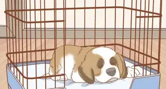 Train a Saint Bernard Puppy