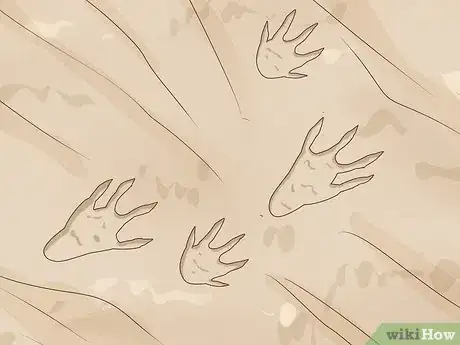 Image titled Identify Animal Tracks Step 17