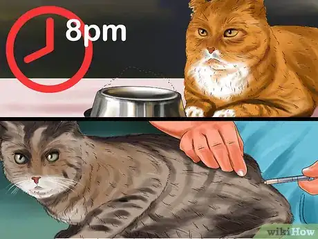 Image titled Get Your Cat's Teeth Professionally Cleaned Step 6