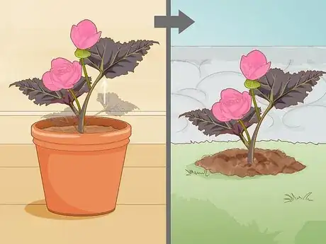 Image titled Make Begonias Bloom Step 1