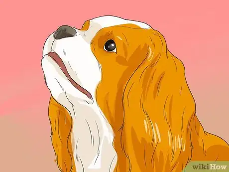 Image titled Diagnose Ear Infections in Cocker Spaniels Step 3
