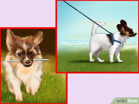 Image titled Care for Papillons Step 9