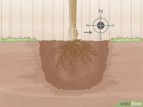 Image titled Grow Mandarin Trees Step 6