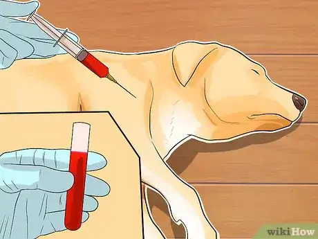 Image titled Diagnose Canine Coronavirus Step 7