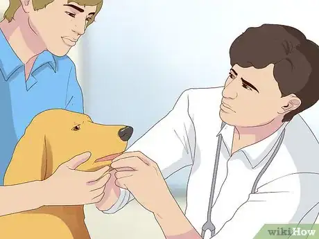 Image titled Diagnose Coughing in Dogs Step 8