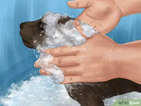 Image titled Brush an Irish Water Spaniel Step 1