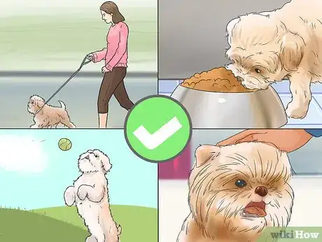 Image titled Care for an Affenpinscher Step 3