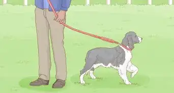 Identify an English Springer Spaniel