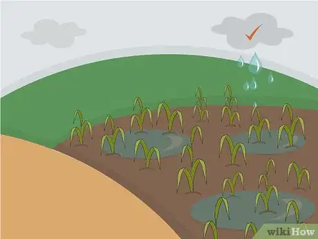 Image titled Plant Napier Grass Step 12