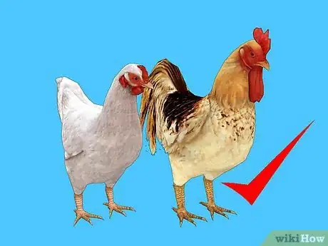 Image titled Feed Chickens Organically Step 7