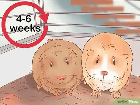 Image titled Neuter Your Guinea Pig Step 23