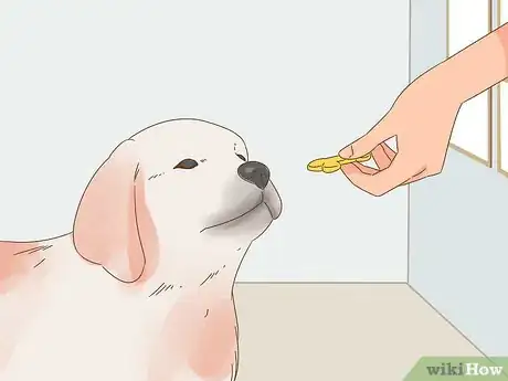 Image titled Care for a Dog Blind from Birth Step 8