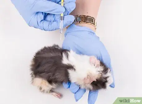 Image titled Find a Vet for Your Guinea Pig Step 10